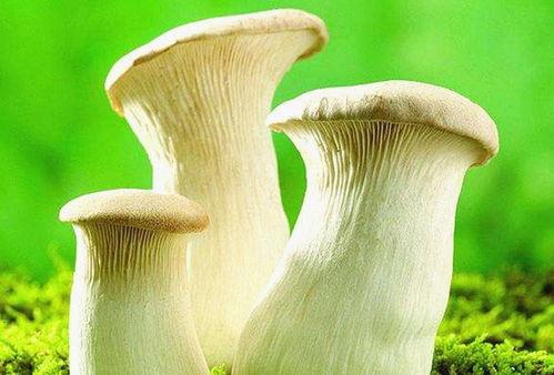 蘑菇吃瓜官网黑料爆料正好进入,真相背后的惊人内幕