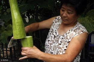 会长吃瓜爆料是真的吗,真相还是谣言？
