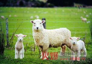 小羊吃瓜最新事件爆料,揭秘背后惊人真相
