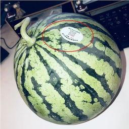 今日吃瓜 网红吃瓜,今日热门话题大揭秘