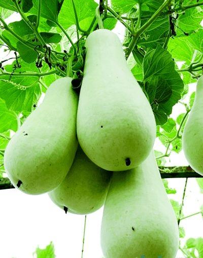 热门葫芦瓜特效视频,创意无限，趣味横生