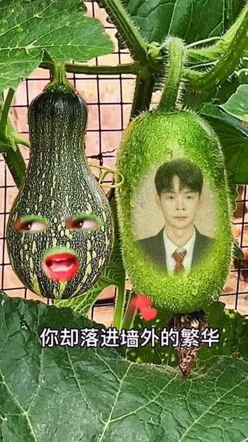 热门葫芦瓜特效视频,创意无限，趣味横生