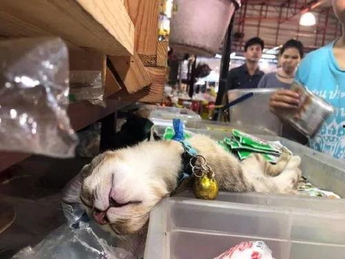 黑鸡和公黄打架围满了吃瓜群众,围观群众人山人海