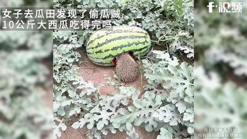cg今日大瓜必吃大瓜,必吃大瓜盘点，揭秘行业热点事件