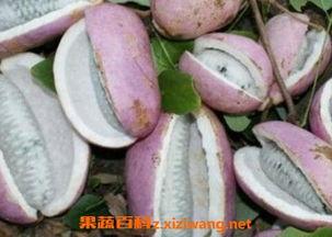 八月瓜黄肉黑籽可以吃吗,揭秘可食用之谜