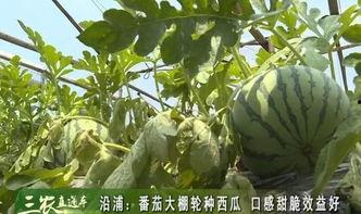 浙江苍南热门吃瓜,探寻浙江苍南的美食秘境