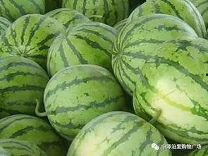 瓶子吃瓜爆料怎么做,揭秘“瓶子吃瓜”爆料背后的真相与影响