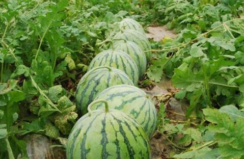 91热门大瓜今日大瓜,今日热点事件大盘点