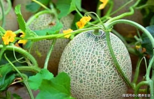 吃哈密瓜会拉黑便嘛怎么回事,原因及应对措施