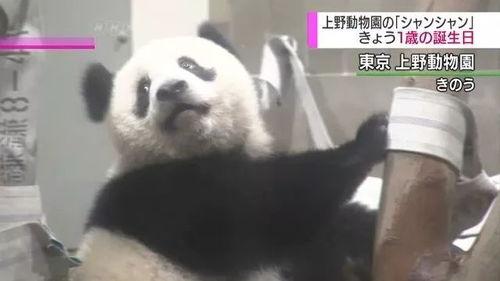 谭竹熊猫吃瓜网黑料网曝门,揭秘网络舆论的暗流涌动