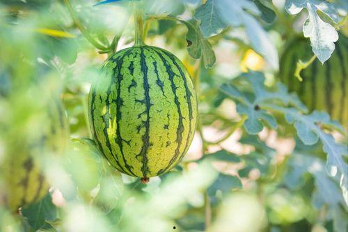 今日吃瓜最新吃瓜图片,揭秘网红美食背后的秘密