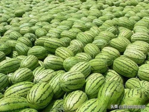 今日吃瓜91cg热门大瓜,吃瓜91cg热门大瓜揭秘