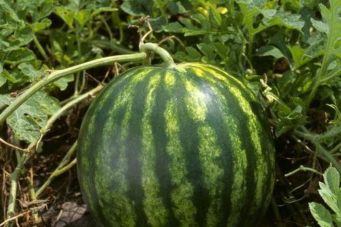 66今日吃瓜热门大瓜每日更新,66今日大瓜盘点，新鲜资讯一网打尽