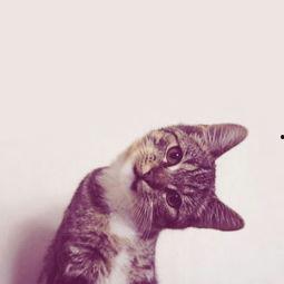 黑料吃瓜网在线观看喵小吉,黑料吃瓜网独家揭秘，带你领略网络红人的真实生活