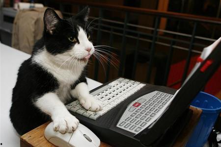 黑料吃瓜网在线观看喵小吉,黑料吃瓜网独家揭秘，带你领略网络红人的真实生活