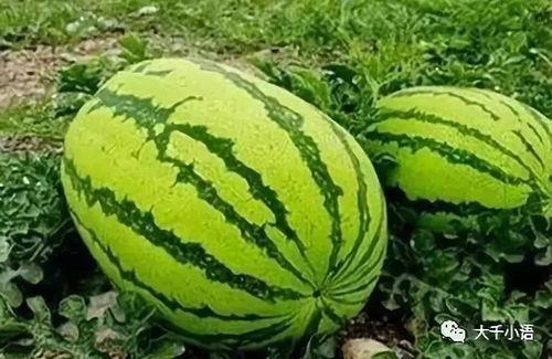 51今日吃瓜热门大瓜入口,揭秘热门大瓜，一网打尽娱乐圈风云