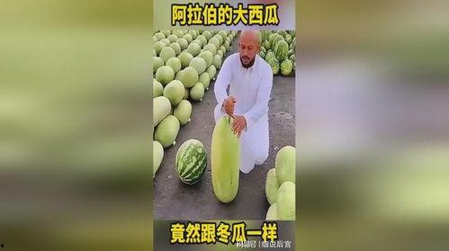 每日大赛热门大瓜必看大瓜,揭秘今日必看焦点事件