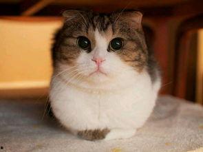 吃瓜网 热门大瓜胖猫,热门大瓜背后的胖猫故事