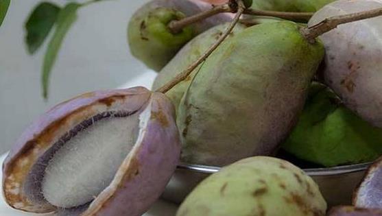 八月瓜里的黑籽可以吃吗,可食用之谜揭秘