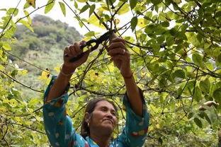 八月瓜里的黑籽可以吃吗,可食用之谜揭秘