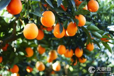 明星网红助力脐橙,脐橙产业焕新颜