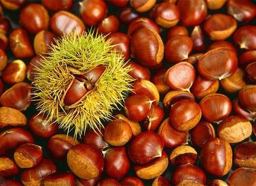 板栗蓝瓜黑鸡麻能一起吃