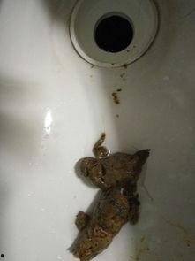 吃佛手瓜大便黑正常吗怎么回事