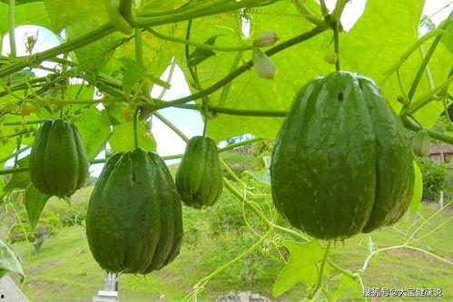 吃佛手瓜大便黑正常吗怎么回事