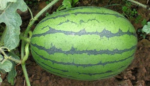 国产吃瓜黑料一区二区