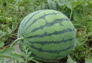 张凌赫最新吃瓜爆料,揭秘娱乐圈不为人知的幕后真相