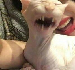 明星网红虐待动物,道德底线何在？