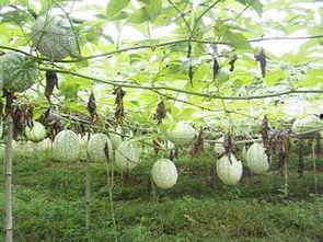 黑顺片和瓜篓能一起吃吗,黑顺片与瓜篓同食的适宜性探讨