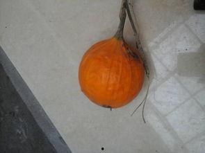 黑顺片和瓜篓能一起吃吗,黑顺片与瓜篓同食的适宜性探讨