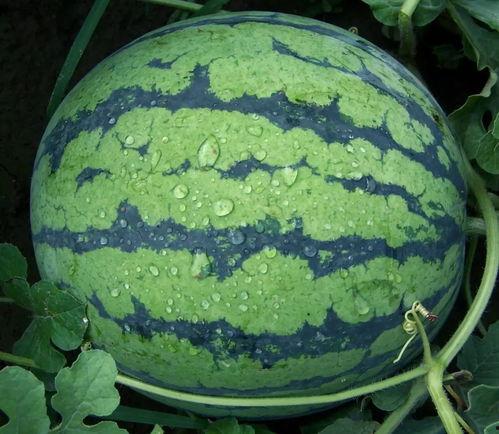 反差黑料吃瓜网正能量韩婧格,反差黑料背后的真实魅力